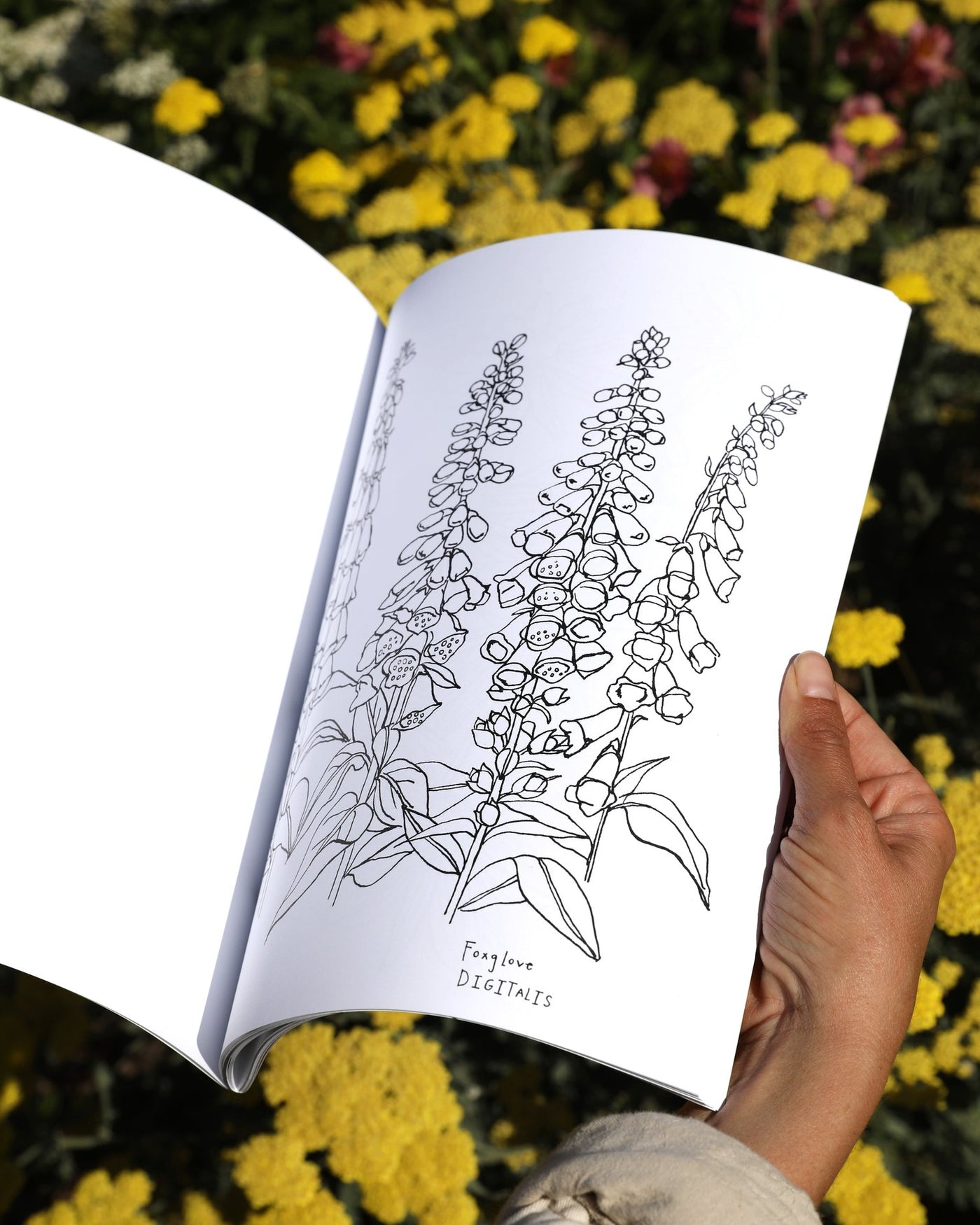 Buds Along the Path Colouring Book