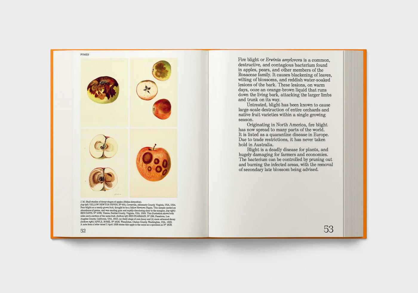 An Illustrated Catalogue of American Fruits & Nuts