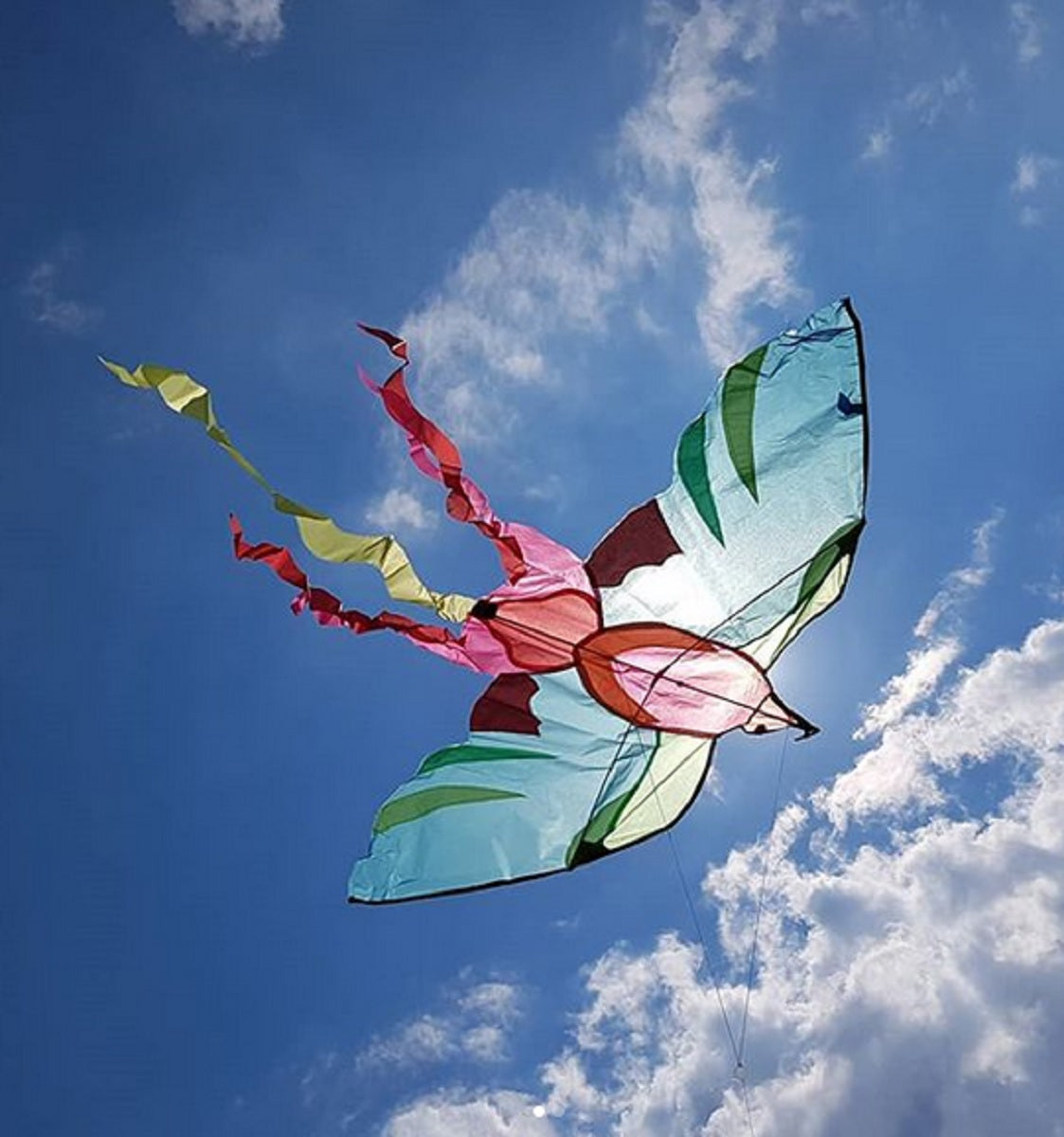Aujourd’Hui C’est Mercredi - Bird Kite